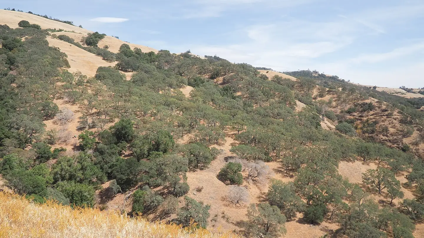 Blue oaks scattered over steep golden-grass hills in California