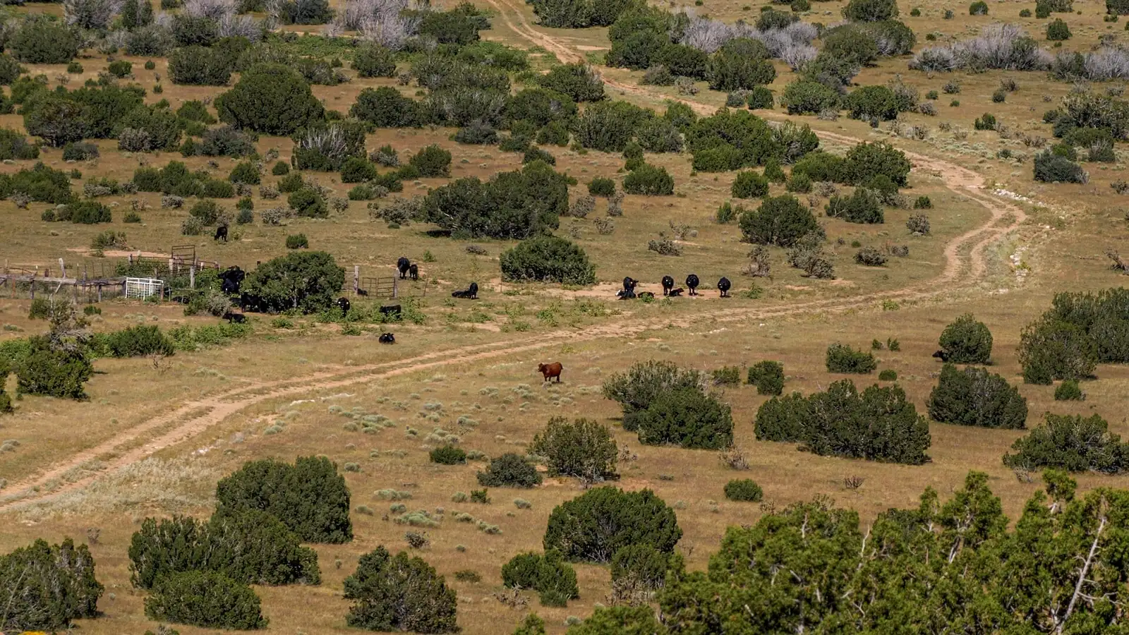 Cattle grazing among juniper scrub on a family ranch, with a dirt road winding across the range