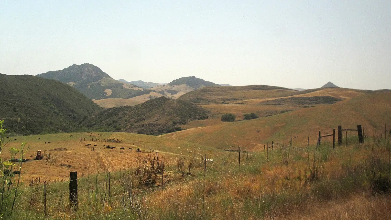 Grazing cattle on golden foothills with a wire fence and mountains behind