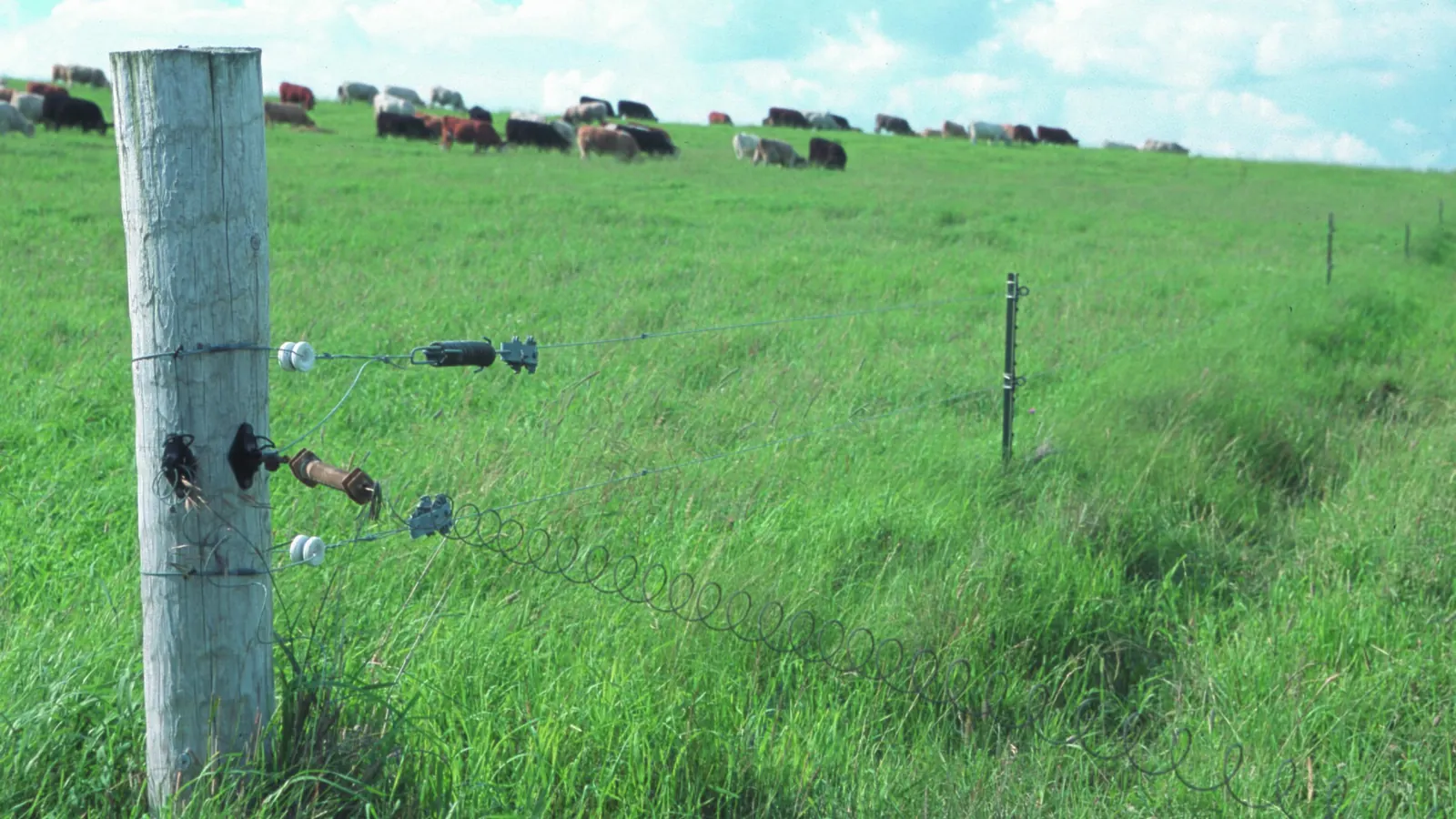 Electric fence insulators on a wooden post divide a lush pasture, with cattle grazing beyond