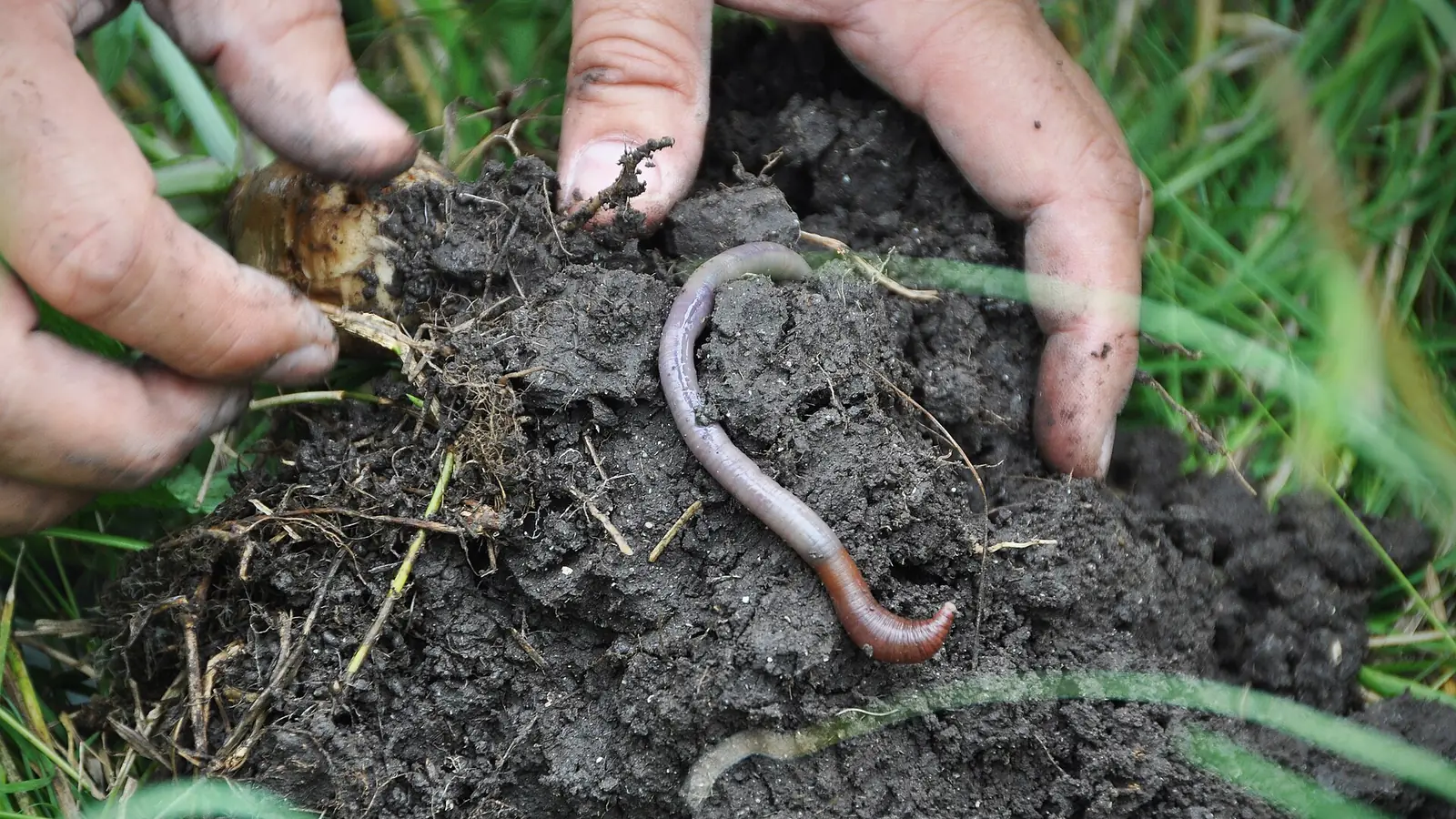Two hands holding dark crumbly soil with an earthworm, roots and grass