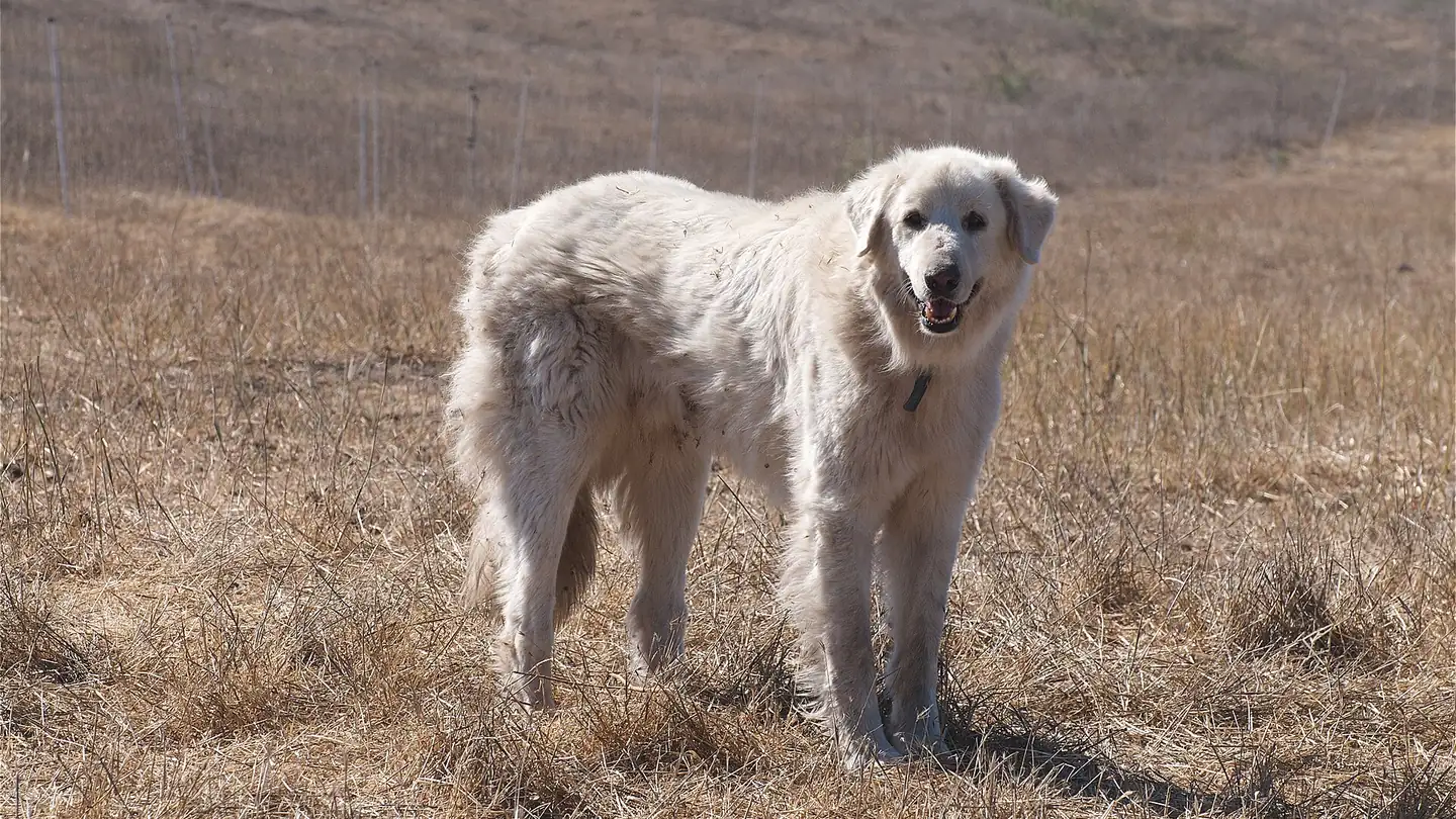 A large white livestock guardian dog standing watch on dry grass