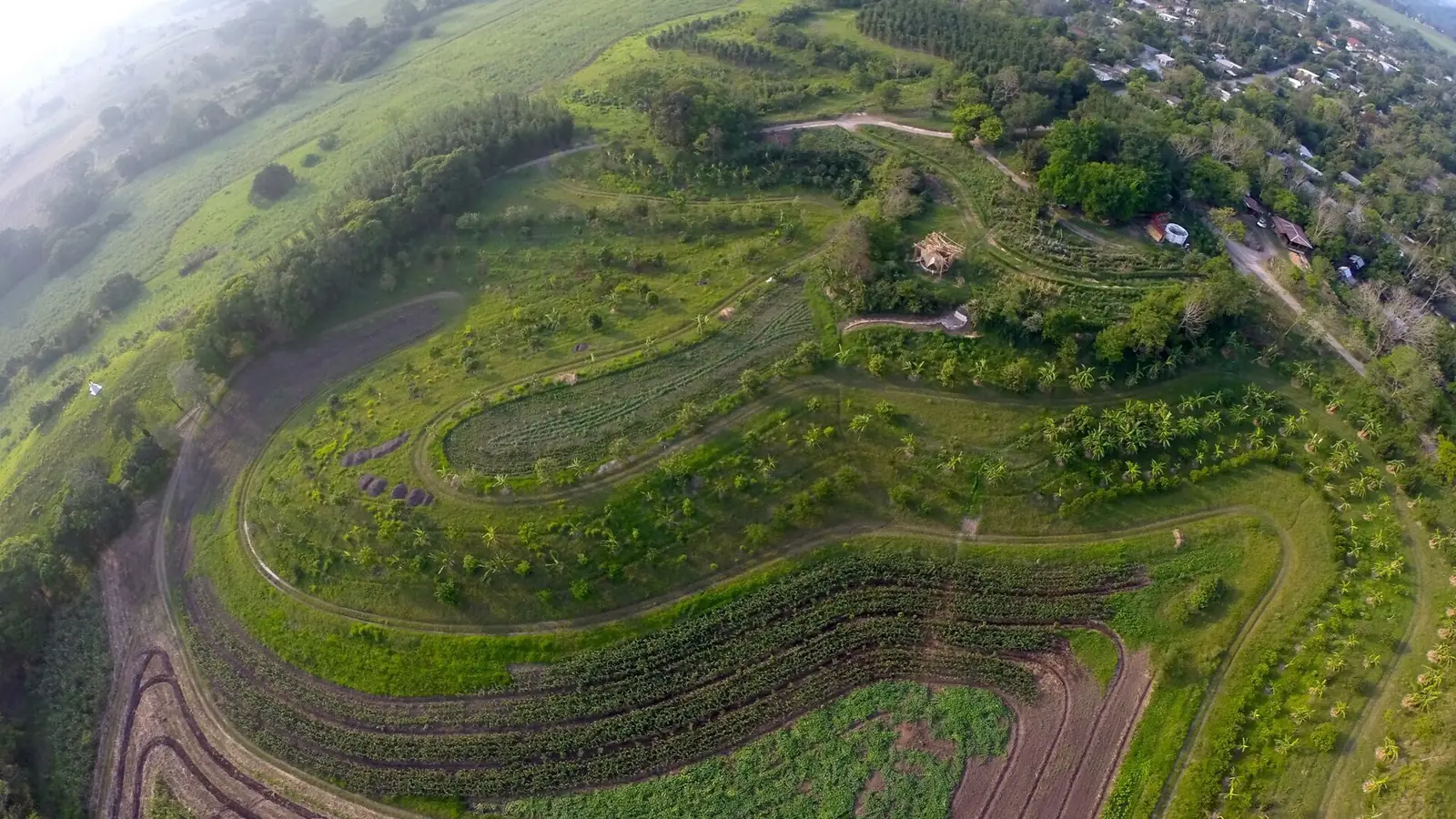 Aerial view of curving contour rows of trees and pasture following the shape of a hillside
