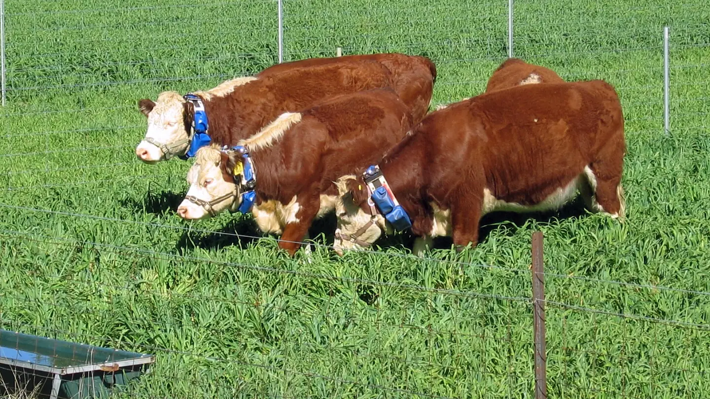 Three Hereford cattle wearing GPS neck collars graze a green paddock