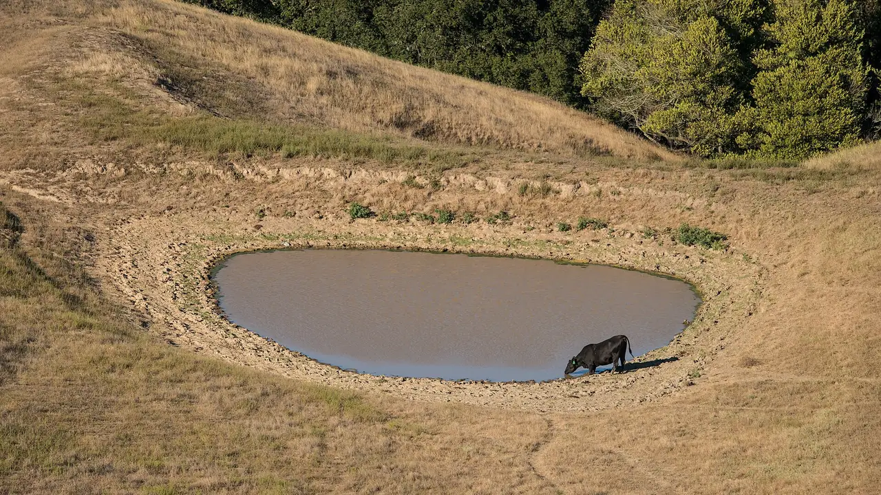 A shallow stock pond in a bowl of dry golden grass, with a cow drinking at the edge and oaks above