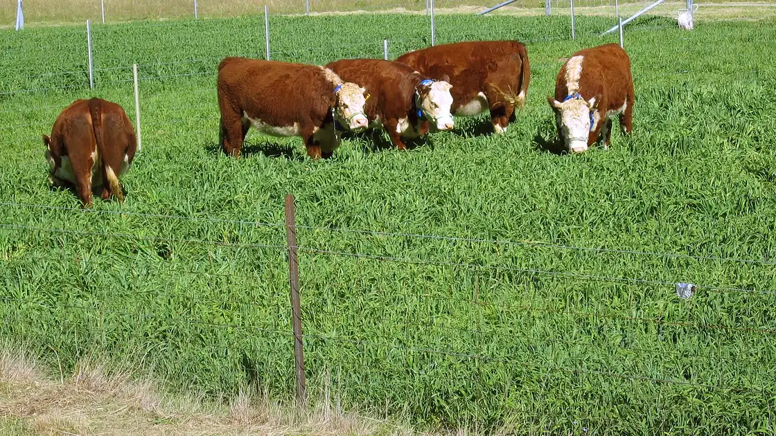 Hereford cattle wearing GPS collars graze a green paddock during a research trial