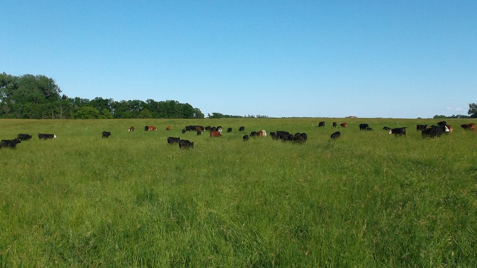 A herd of black and red cattle grazing a wide, green grass pasture under a clear sky