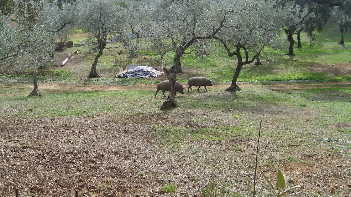 Iberian pigs foraging under scattered oak trees in an open oak pasture