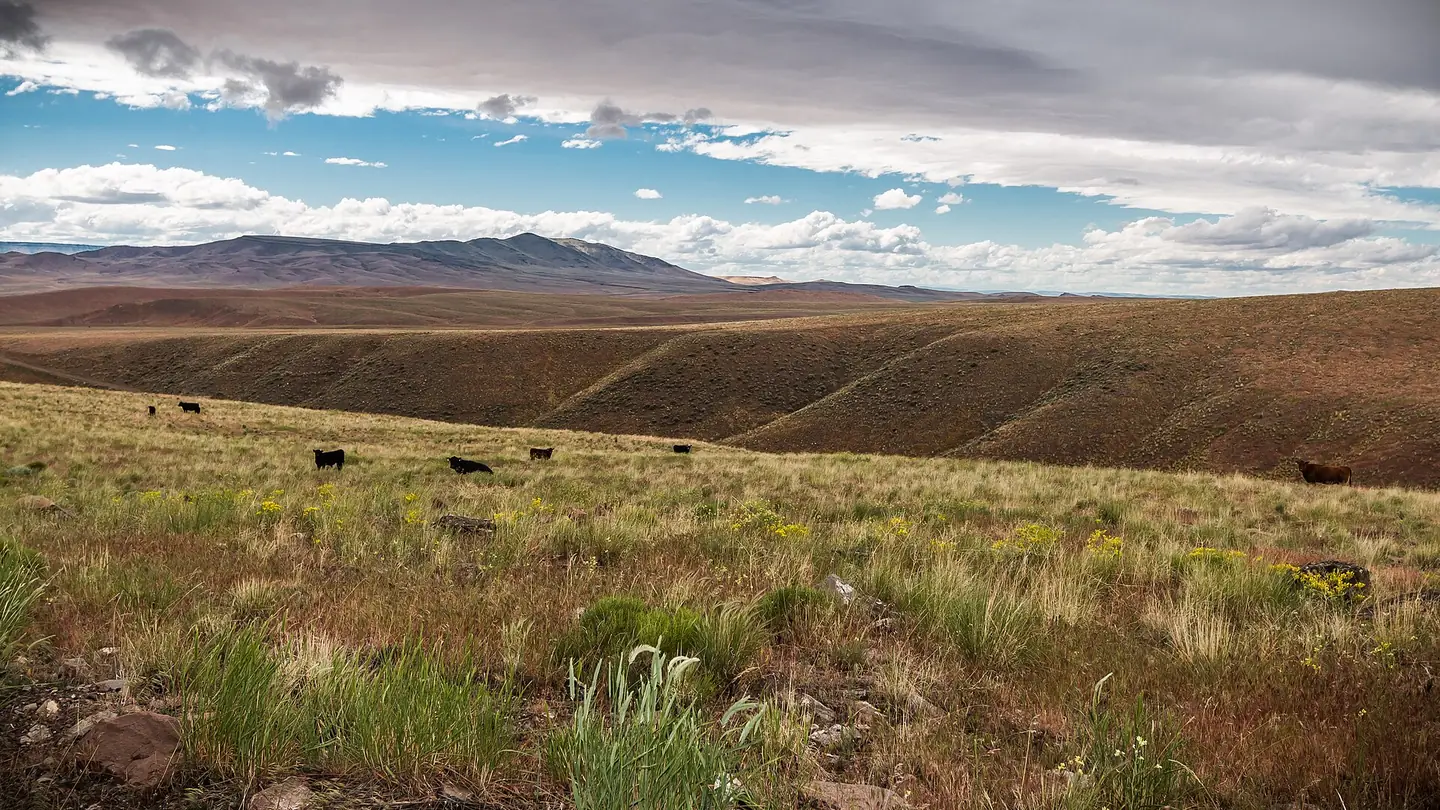 Cattle scattered across open sagebrush rangeland with a long ridge and clouds behind