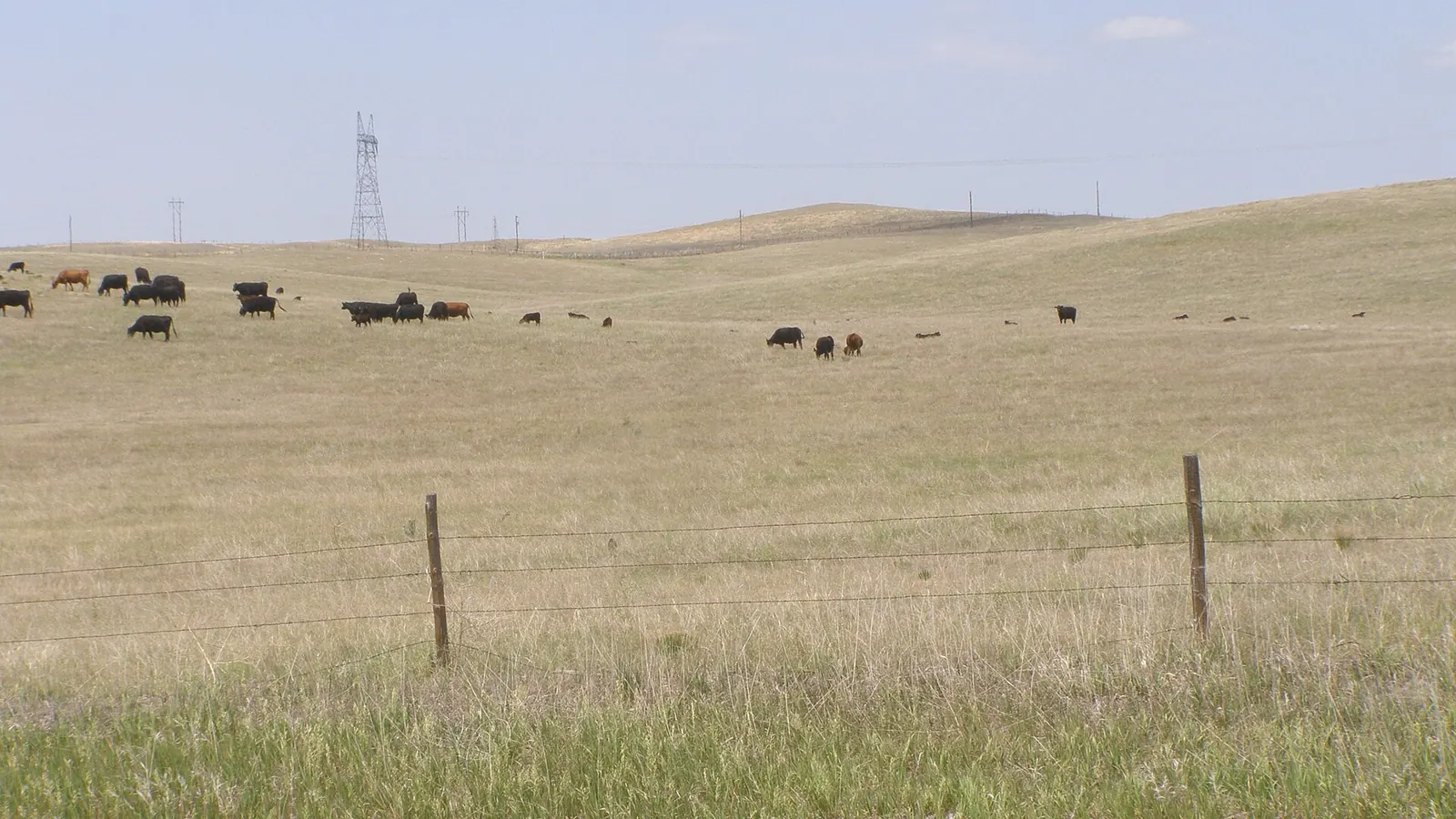 Black cattle grazing across a broad, dry grassy hillside beyond a wire fence