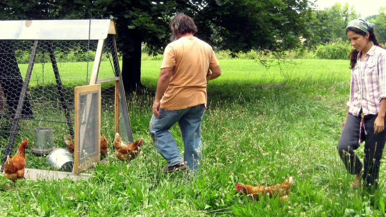 Two people walking through tall green pasture beside a movable chicken coop, with red hens foraging in the grass