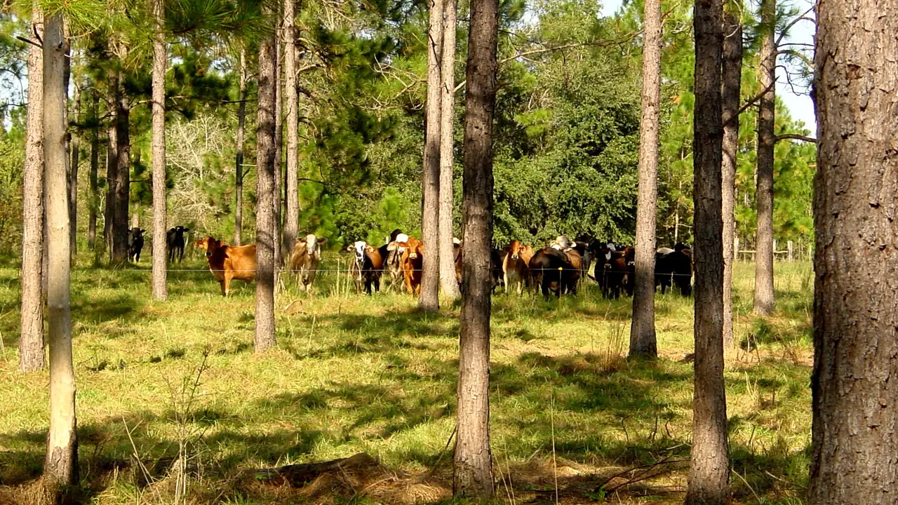 Brown, white and black cattle grazing in a sunny pasture among tall, widely spaced pine trees